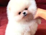 Boo Pomeranian Teddy Bear Yavrularımız