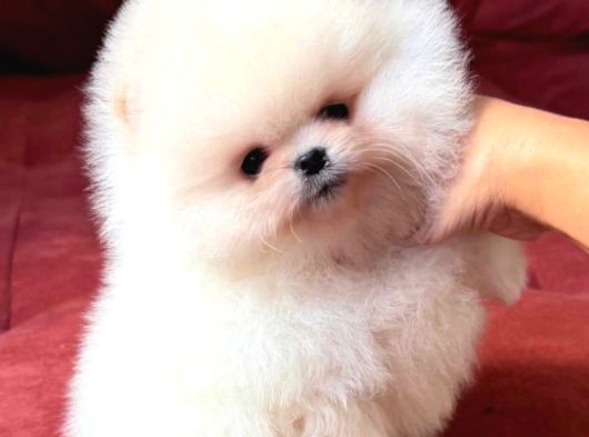 Boo Pomeranian Teddy Bear Yavrularımız görsel