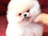 Boo pomeranian Teddy Bear Yavrularımız