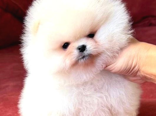 Boo pomeranian Teddy Bear Yavrularımız