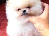 Boo Pomeranian Teddy Bear Yavrularımız