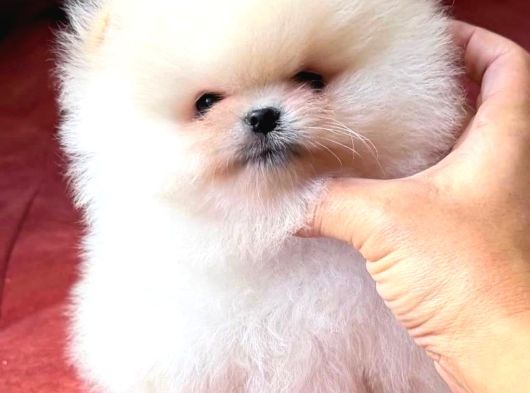 Boo Pomeranian Teddy Bear Yavrularımız görsel
