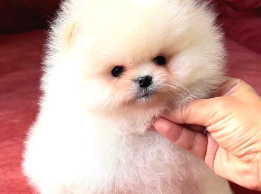 Boo Pomeranian Teddy Bear Yavrularımız görsel
