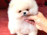 Boo Pomeranian Teddy Bear Yavrularımız