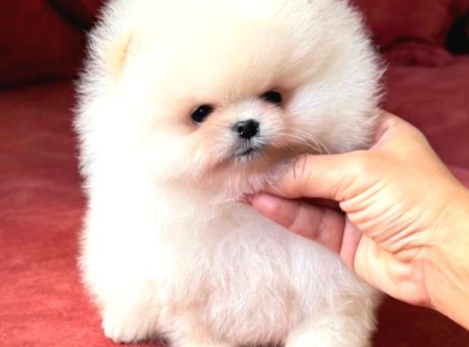 Boo Pomeranian Teddy Bear Yavrularımız görsel