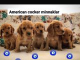 Minyatür minnaklarım teslime hazır