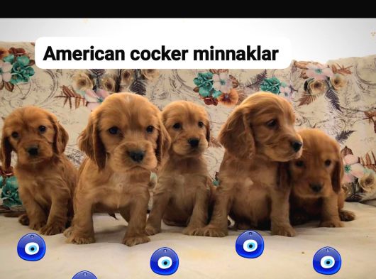Minyatür Minnaklarım Teslime Hazır
