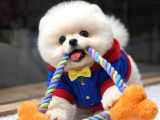 Orjinal Pomeranian Boo Yavruları