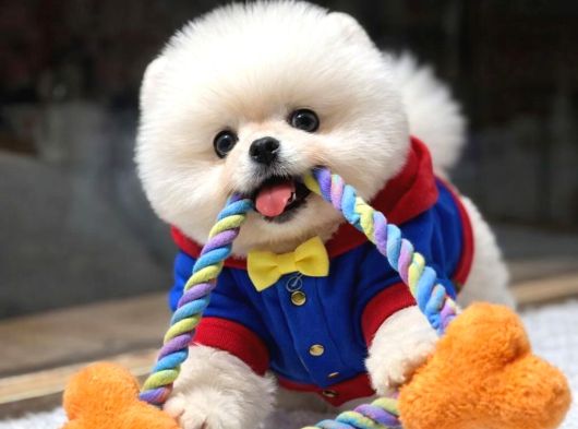 Orjinal Pomeranian Boo Yavruları görsel