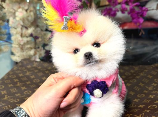 Ayıcık Surat Boo Isteyenler Içindir görsel