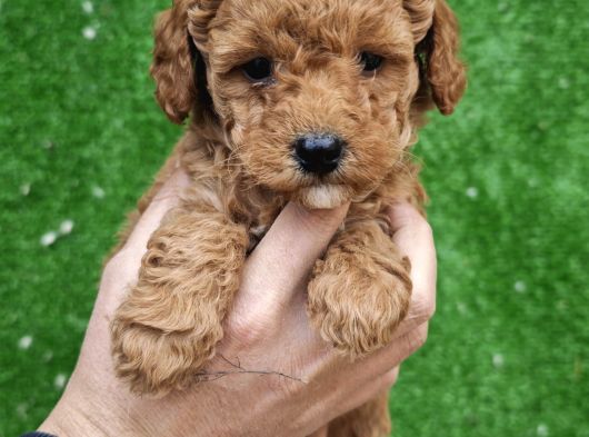 Toy Poodle Yavrular Aşılı Tuvalet Eğitimli