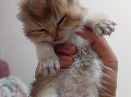 Yer Isparta Golden A Kali̇te Yavru Ci̇ns Kedi̇lerimiz