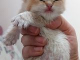 Yer Isparta Golden A Kali̇te Yavru Ci̇ns Kedi̇lerimiz
