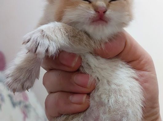 Yer Isparta Golden A Kali̇te Yavru Ci̇ns Kedi̇lerimiz görsel