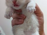 Yer Isparta Golden A Kali̇te Yavru Ci̇ns Kedi̇lerimiz