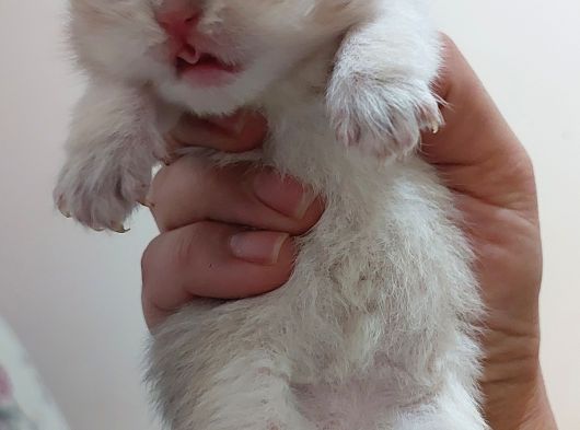 Yer Isparta Golden A Kali̇te Yavru Ci̇ns Kedi̇lerimiz görsel