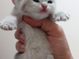 Yer Isparta Golden A Kali̇te Yavru Ci̇ns Kedi̇lerimiz