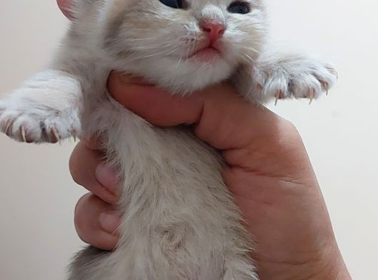 Yer Isparta Golden A Kali̇te Yavru Ci̇ns Kedi̇lerimiz görsel