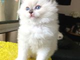 SAFKAN RAGDOLL YAVRULAR