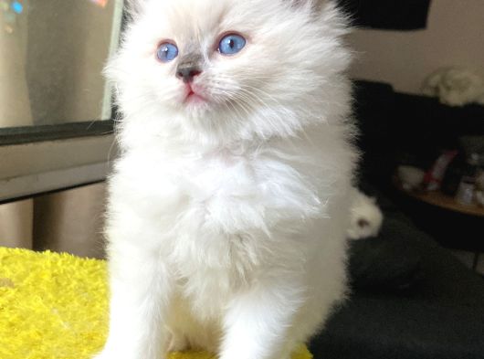 Safkan Ragdoll Yavrular