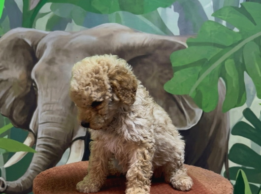 Safkan Toy Poodle Yavru görsel