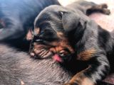 Anne baba  FCİ KİF A secere Doberman yavruları