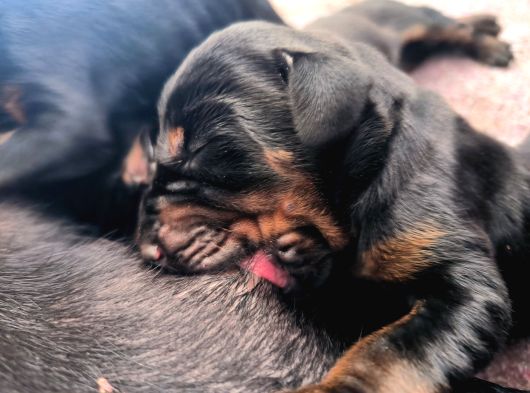 Anne Baba  Fci̇ Ki̇f A Secere Doberman Yavruları