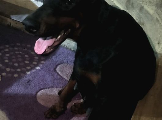 Anne Baba  Fci̇ Ki̇f A Secere Doberman Yavruları görsel