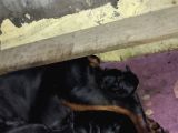 Anne Baba  Fci̇ Ki̇f A Secere Doberman Yavruları