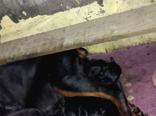 Anne Baba  Fci̇ Ki̇f A Secere Doberman Yavruları görsel