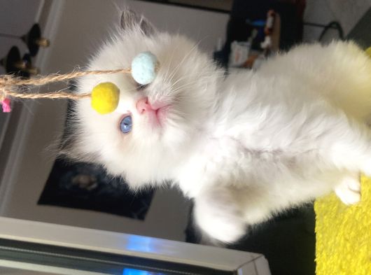 Safkan Ragdoll Yavrular görsel