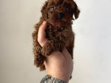 En miniğinden en koyusundan kore kan poodle yavrularımız