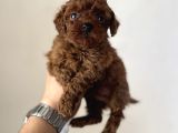 En koyusundan red brown kore kan poodle yavrular