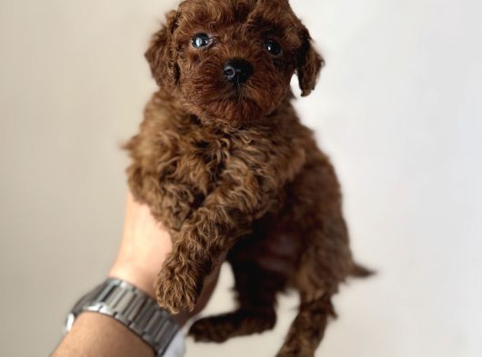 En Koyusundan Red Brown Kore Kan Poodle Yavrular