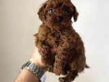 En Koyusundan Red Brown Kore Kan Poodle Yavrular