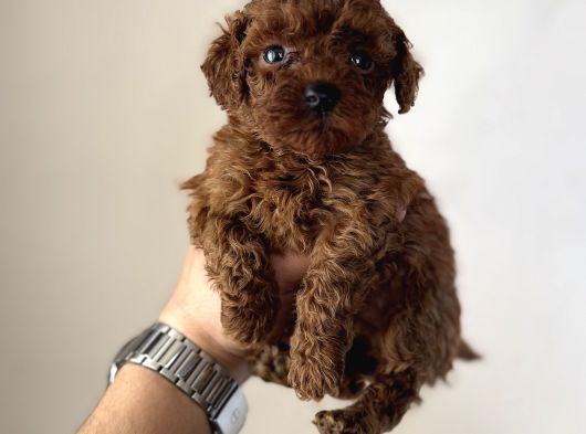 En Koyusundan Red Brown Kore Kan Poodle Yavrular görsel