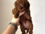 En Koyusundan Red Brown Kore Kan Poodle Yavrular