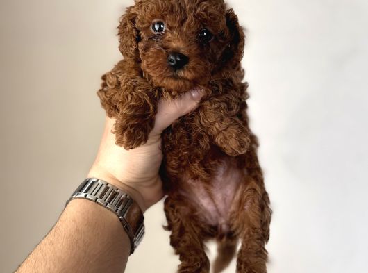 En Koyusundan Red Brown Kore Kan Poodle Yavrular görsel