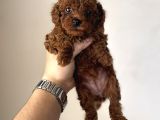 En Koyusundan Red Brown Kore Kan Poodle Yavrular