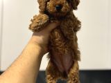 Kore Kan Kg Garantili Toy Poodle Yavrumuz