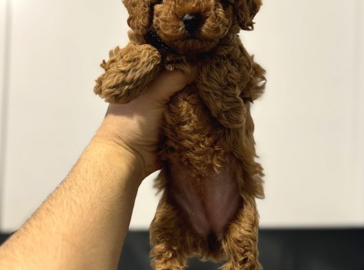 Kore Kan Kg Garantili Toy Poodle Yavrumuz görsel