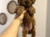 Kore kan kg garantili toy poodle yavrumuz