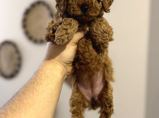 Kore Kan Kg Garantili Toy Poodle Yavrumuz