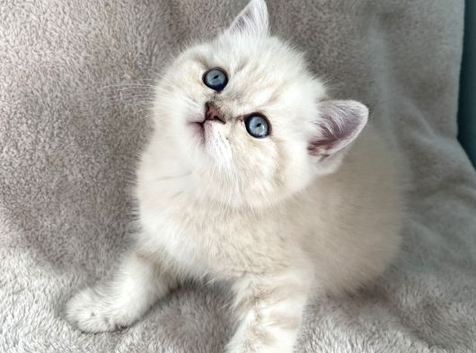 Safkan Blupoint Erkek Yavrumuz