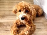 Yakışıklı Oğlumuz Nohut Maltipoo İçin Eş Arıyoruz