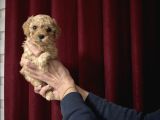 Tea Cup Kore Toy Poodle Güzelli̇ği̇