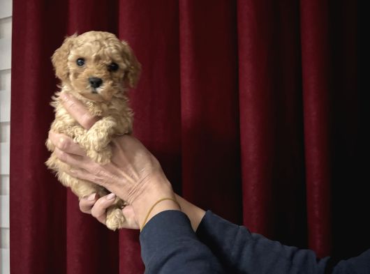 Tea Cup Kore Toy Poodle Güzelli̇ği̇ görsel