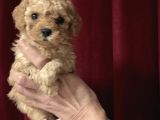 TEA CUP KORE TOY POODLE GÜZELLİĞİ