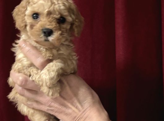 Tea Cup Kore Toy Poodle Güzelli̇ği̇