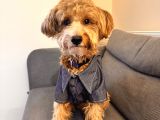 Yakışıklı Oğlumuz Nohut Maltipoo İçin Eş Arıyoruz